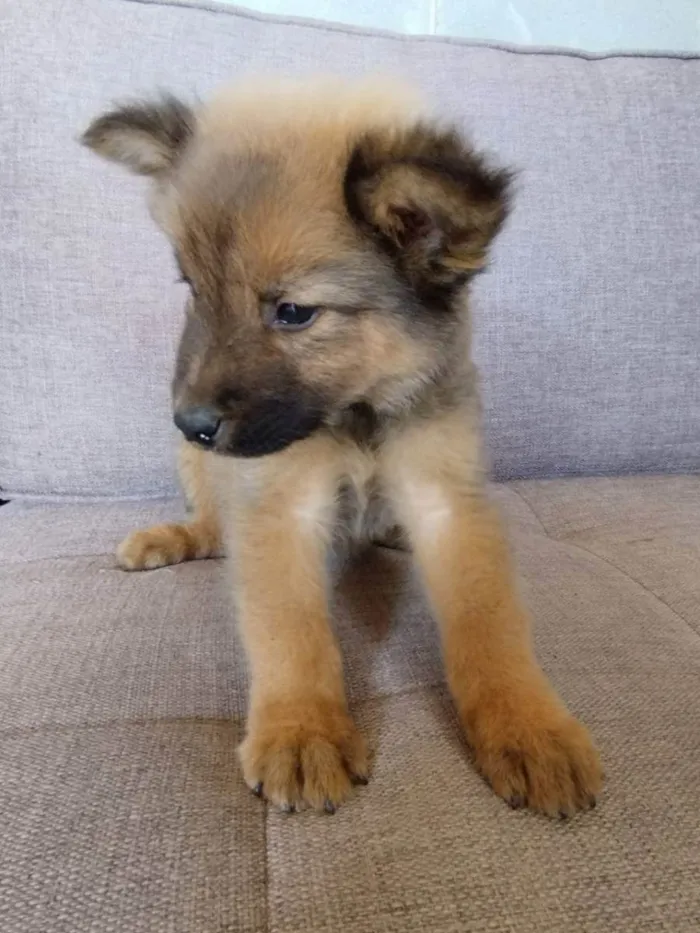 Cachorro raça SRD idade 2 a 6 meses nome Filhote