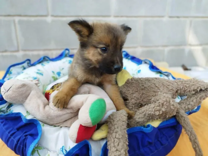 Cachorro raça SRD idade 2 a 6 meses nome Filhote