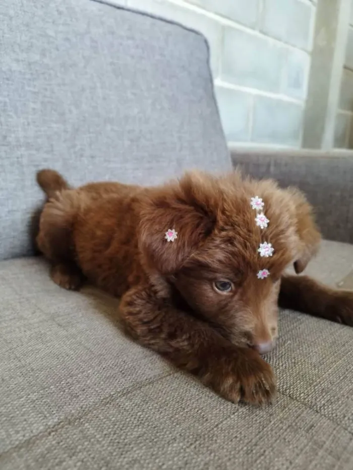 Cachorro raça Chow Chow mestiço idade 2 a 6 meses nome Filhote