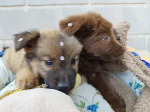 Cachorro raça Chow Chow mestiço idade 2 a 6 meses nome Filhote