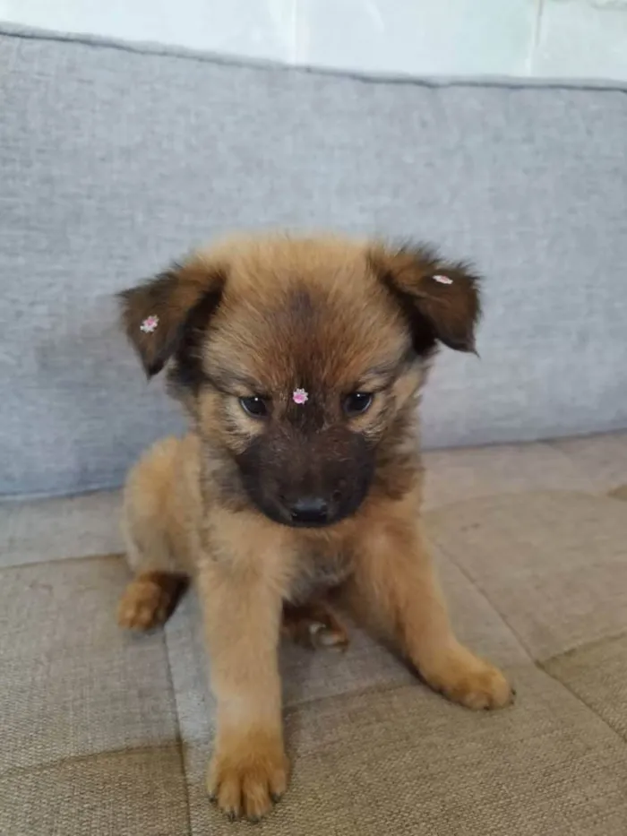 Cachorro raça SRD idade 2 a 6 meses nome Filhote