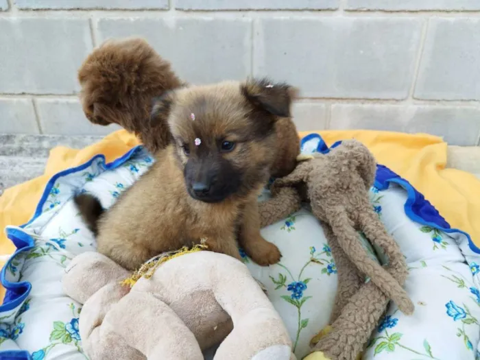 Cachorro raça SRD idade 2 a 6 meses nome Filhote