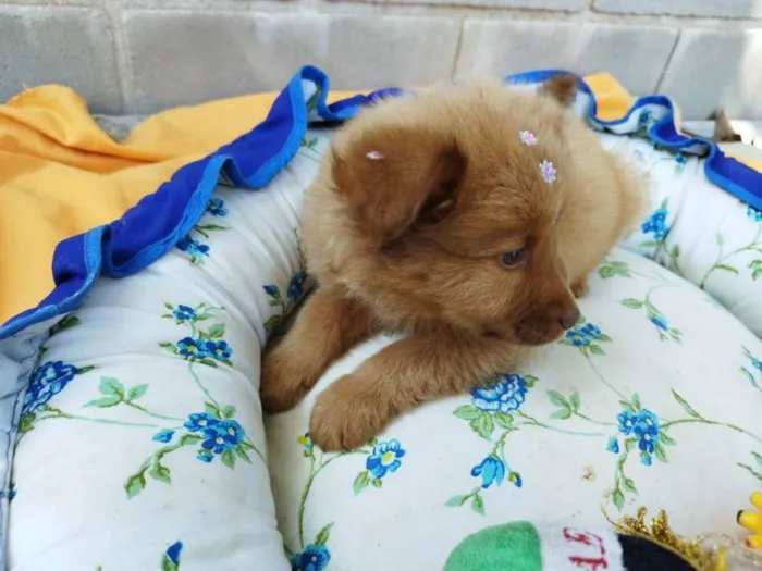 Cachorro raça Chow Chow mestiço idade 2 a 6 meses nome Filhote