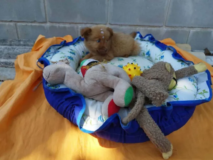 Cachorro raça Chow Chow mestiço idade 2 a 6 meses nome Filhote