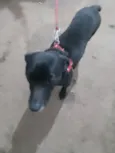 Pretinha