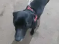 Pretinha
