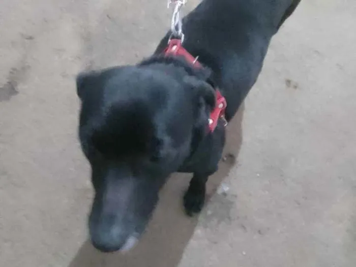 Cachorro raça Misturada idade 6 ou mais anos nome Pretinha