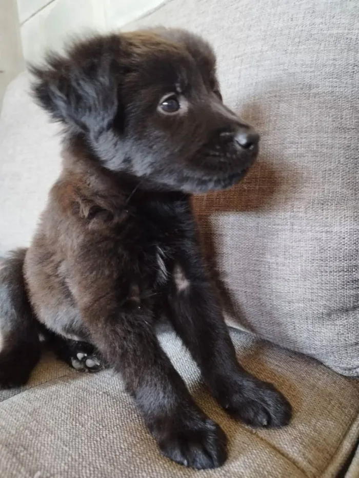 Cachorro ra a Chow Chow mestiço idade 2 a 6 meses nome Filhote