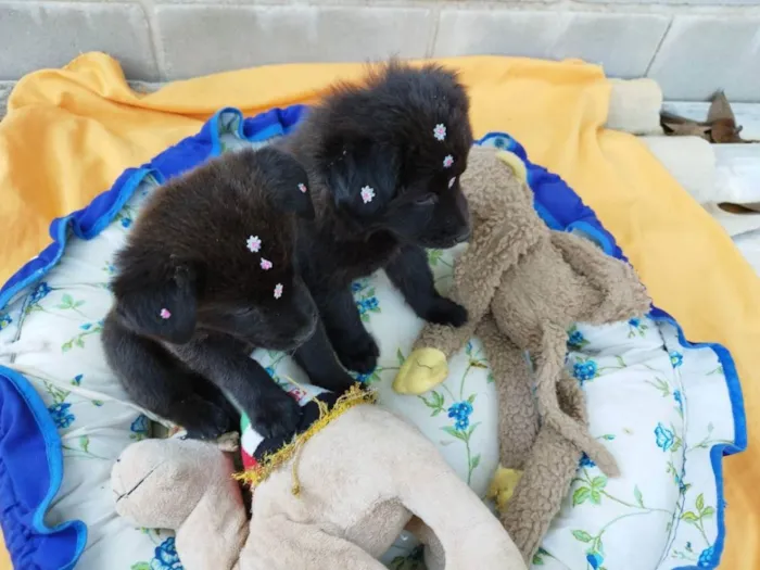 Cachorro ra a Chow Chow mestiço idade 2 a 6 meses nome Filhote