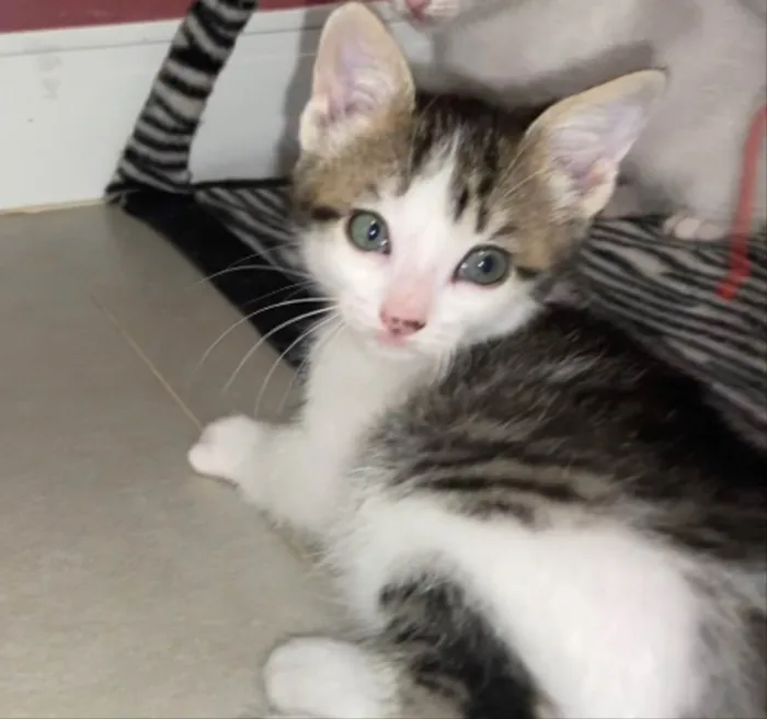 Gato ra a Srd idade Abaixo de 2 meses nome Mariano 