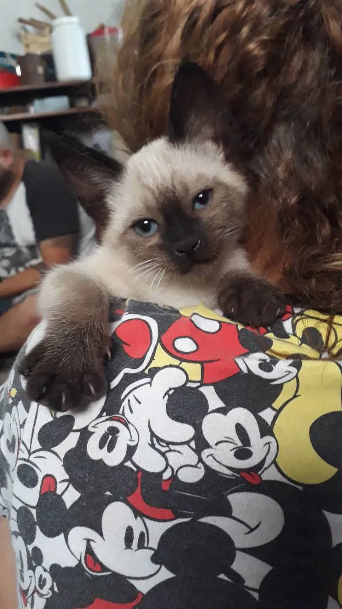 Gato raça SRd idade Abaixo de 2 meses nome Lia