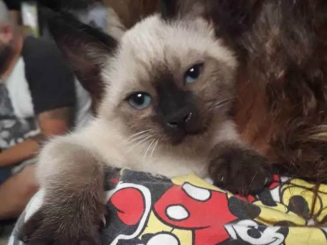 Gato raça SRd idade Abaixo de 2 meses nome Lia