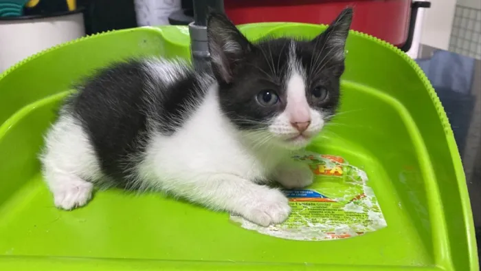 Gato raça Srd idade 2 a 6 meses nome Pacotinho de alegria