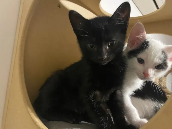 Gato raça Srd idade 2 a 6 meses nome Pacotinho de alegria