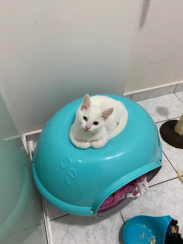 Gato raça Srd idade 2 a 6 meses nome Branquinho