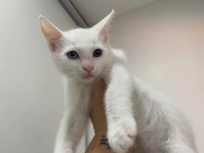 Gato raça Srd idade 2 a 6 meses nome Branquinho