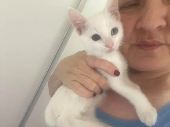 Gato raça Srd idade 2 a 6 meses nome Branquinho
