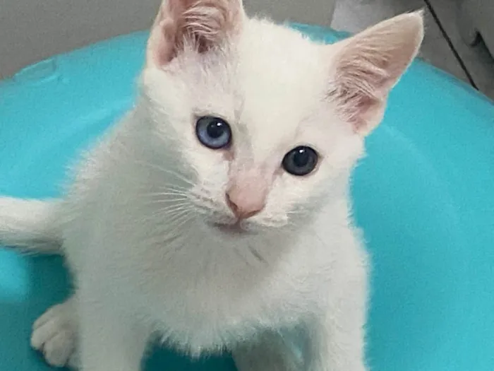 Gato raça Srd idade 2 a 6 meses nome Branquinho