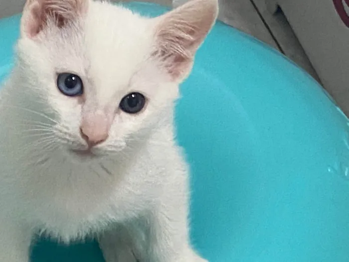 Gato raça Srd idade 2 a 6 meses nome Branquinho