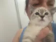 Gato raça Srd idade 2 a 6 meses nome Blue e Batavo