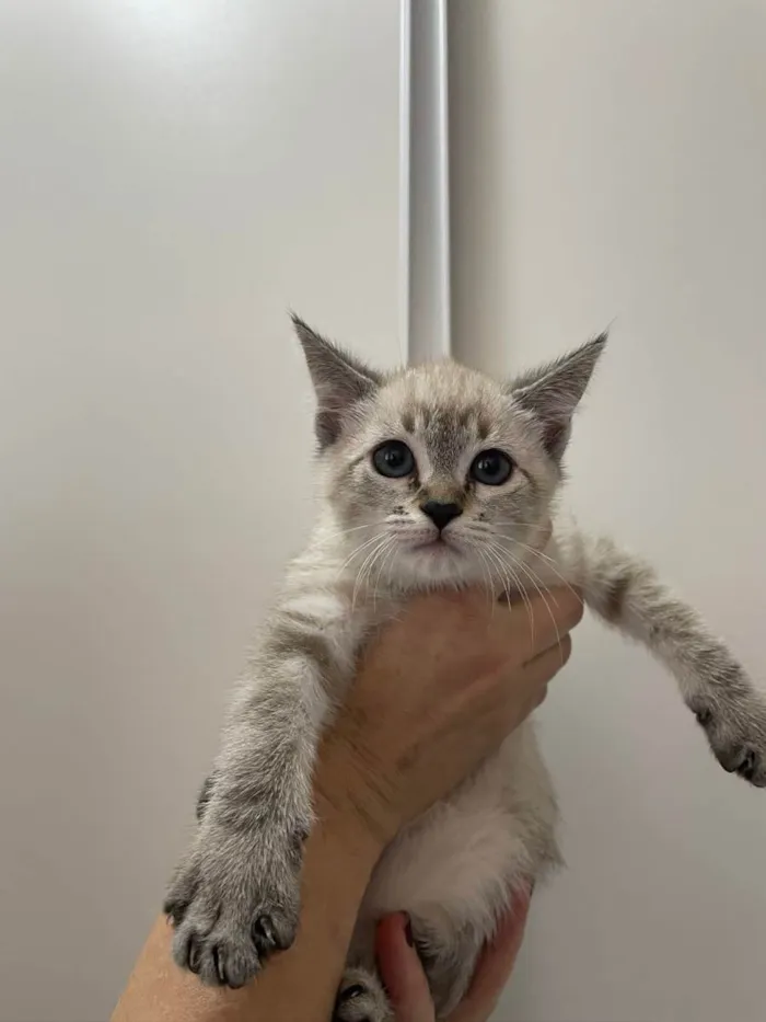Gato raça Srd idade 2 a 6 meses nome Blue e Batavo