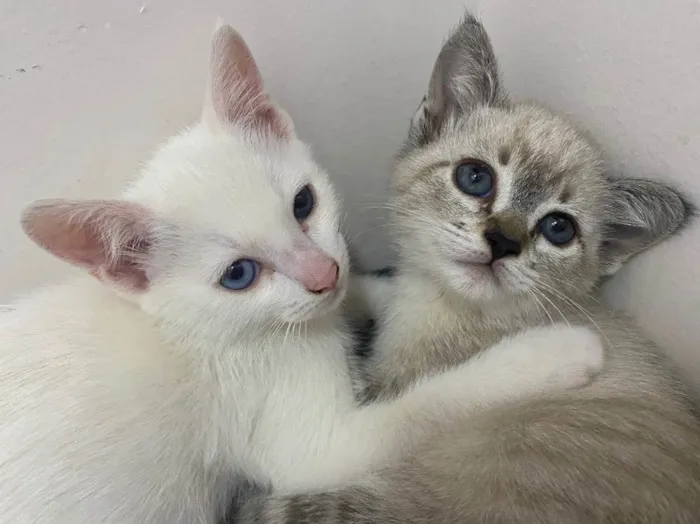 Gato raça Srd idade 2 a 6 meses nome Blue e Batavo