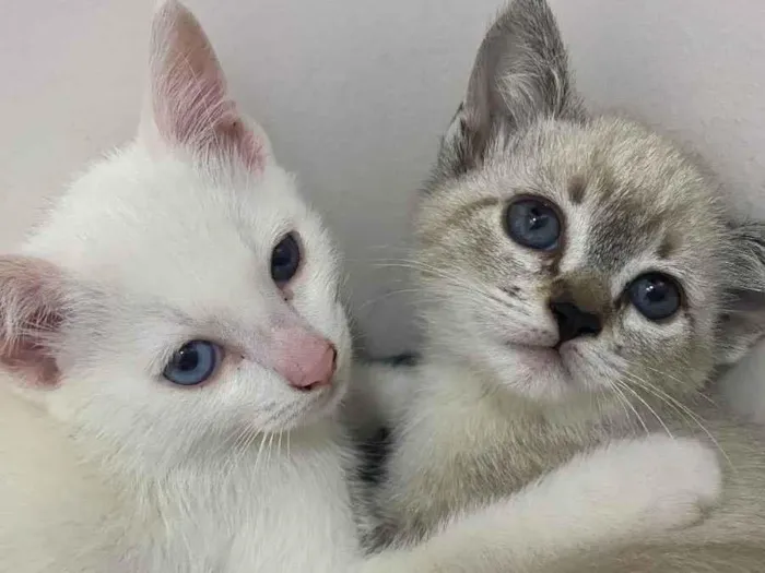 Gato raça Srd idade 2 a 6 meses nome Blue e Batavo