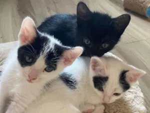 Gato raça Srd idade 2 a 6 meses nome Pacotinho de alegria