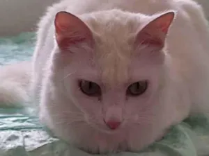 Gato raça Misturados idade 2 anos nome Tyler e alicia 