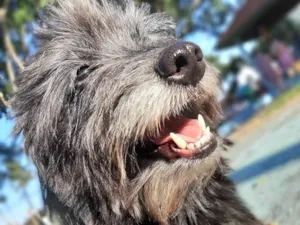 Cachorro raça Sem raça definida idade 5 anos nome Tommy 