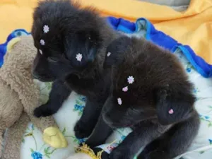 Cachorro raça Chow Chow mestiço idade 2 a 6 meses nome Filhote