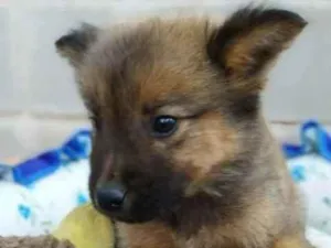 Cachorro raça SRD idade 2 a 6 meses nome Filhote