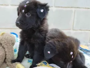 Cachorro raça Chow Chow mestiço idade 2 a 6 meses nome Filhote