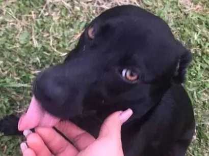 Cachorro raça Vira lata idade 2 anos nome Pretinha