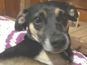 Cachorro raça SRD idade 3 anos nome Douglas
