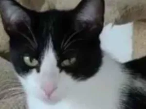 Gato raça  idade 1 ano nome Luigi 