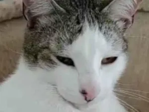 Gato raça  idade 1 ano nome Joca