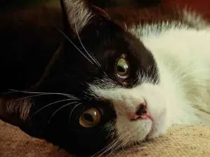 Gato raça SRD idade 1 ano nome Merlin