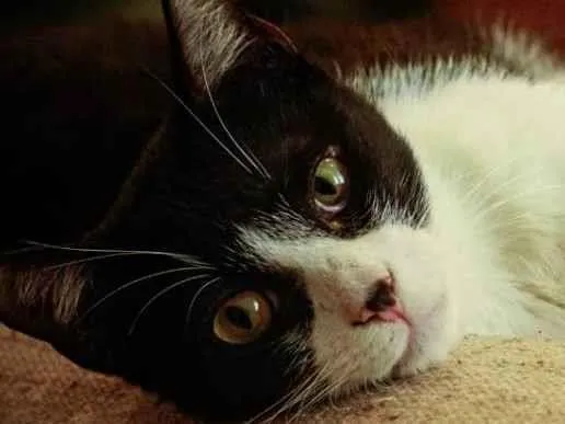 Gato ra a SRD idade 1 ano nome Merlin