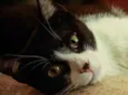 Merlin