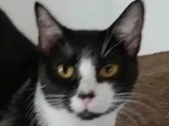 Gato ra a  idade 1 ano nome Juliet