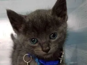 Gato raça  idade Abaixo de 2 meses nome Atum 