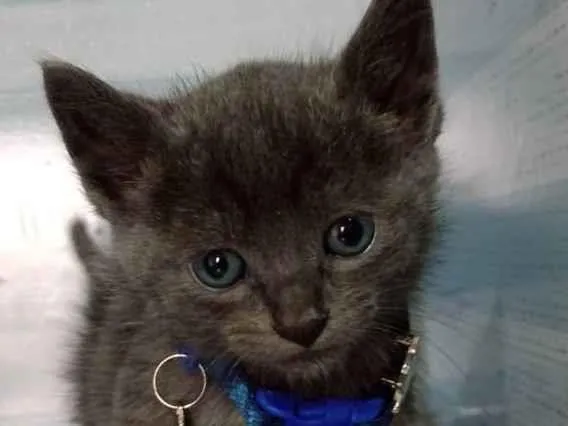 Gato raça  idade Abaixo de 2 meses nome Atum 