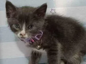 Gato raça  idade Abaixo de 2 meses nome Mimi
