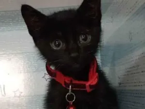 Gato raça  idade Abaixo de 2 meses nome Dino