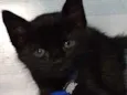Gato raça  idade Abaixo de 2 meses nome Batman