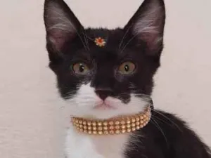 Gato raça  idade Abaixo de 2 meses nome Manuela