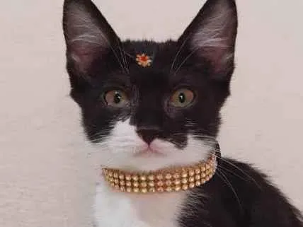 Gato raça  idade Abaixo de 2 meses nome Manuela