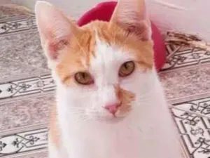 Gato raça  idade 7 a 11 meses nome Mingau