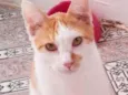Gato raça  idade 7 a 11 meses nome Mingau